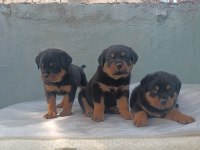 ROTTWEİLER KALİTE ARAYANLAR