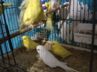 Muhabbet kuşu bulunur