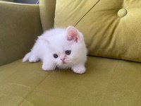 British shorthair kedimiz