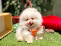 Safkan pomeranian yavrular