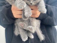 Scottish fold kedimiz