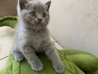British Shorthair Kediler