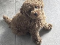 Toy Poodle Köpeğimiz
