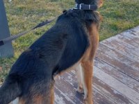 Şecereli alman kurdu köpeğimi sahiplendiriyorum