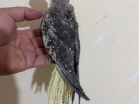 46 GÜNLÜK FULL EVCİL KUSURSUZ SULTAN PAPAĞANI