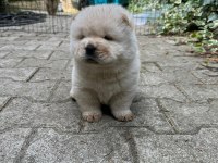 Chow chow (Çin Aslanı) Yavrularımız