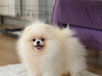 Ayı surat pomeranian boo