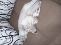 Sahiplendirme scottish fold