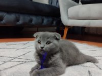 Ankara içi ilgilenen whatsapptan ulaşsın dişi scottish fold