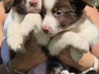 Mükemmel kalite kahve maskeli border collie bebeklerim