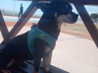 Minyatür pinscher 1 yaşında erkek