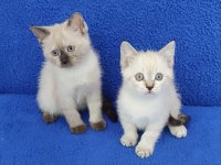 YENİ YUVASINA GİTMEYE HAZIR  BRİTİSH PONÇİKLER