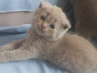 British shorthair / longhair ve scottish fold sahiplendirme