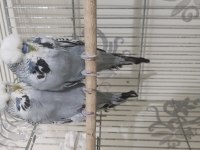 Garantili show takım muhabbet kuşu