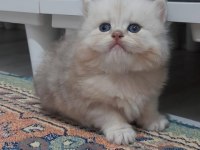 Pofuduk British Longhair PAŞALAR