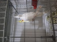 Lutino ve albino sultan papağanı takım