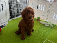 Siboşun poodle bebekleri