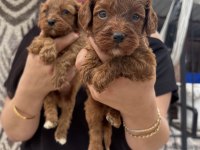 Ufacık Koyu Renk Maltipoo Yavrularım