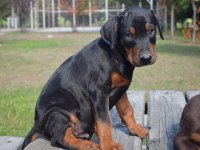 Europen iri doberman yavrular