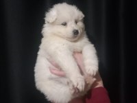 safkan samoyed