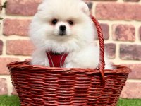 Sevimli Pomeranian Boo Yavrularımız