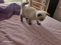 2.5 aylık yavru dişi british shorthair