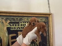 TOY POODLE YAVRU KÖPEKLERİMİZ
