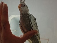 Sultan papağanı ele alışkın yavrular
