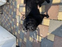 2 yaşındaki yakışıklı pug oğlumuz browni