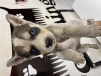 Husky yavrular