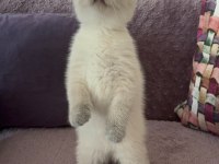 Blue Point Dişi Erkek Yavru Scottish Fold