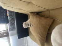 Eşsiz güzellikte Irk ve soy garantili scottish Fold