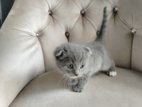 Tatlımı Tatlı Top Kafa Scottish Fold