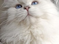 Gold point british shorthair