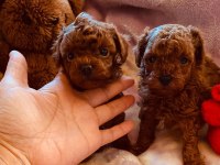 Toy Poodle Yavrularımız