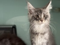 Anlarada Yasal Ruhsatlı Çiftlikden Sçr Li Maine Coon