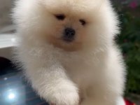 Pomeranian yavrumuz 2.5 aylıktır