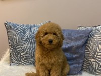 Minyatür Poodle Orijinal