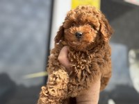 Show kalite red brown kore toy poodle yavrular