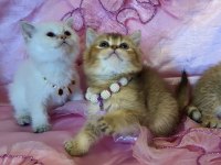 Golden british shorthair yavrular