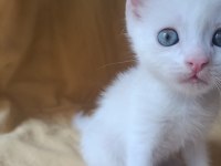 Beyaz british shorthair yavrular