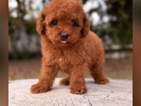 Hep Küçük Kalmasını İsteyenler İçin Poodle