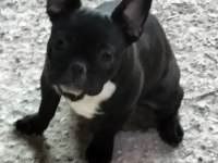 İlgilenen arkadaşlara french bulldog