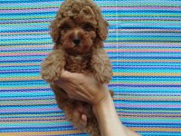 Pofidik Toy Poodle Yavrum