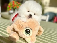Pomeranian Boo Puppy
