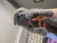 2 buçuk aylık yavru scottish fold bebek