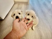 Beyaz meleklerim terrier maltese