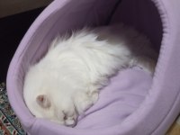 British Longhair 1 Yaşında