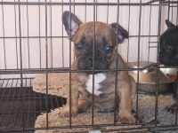 Bluetan - Sabletan French Bulldog