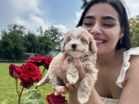 Şeker Küpü Maltipoo Köpekler